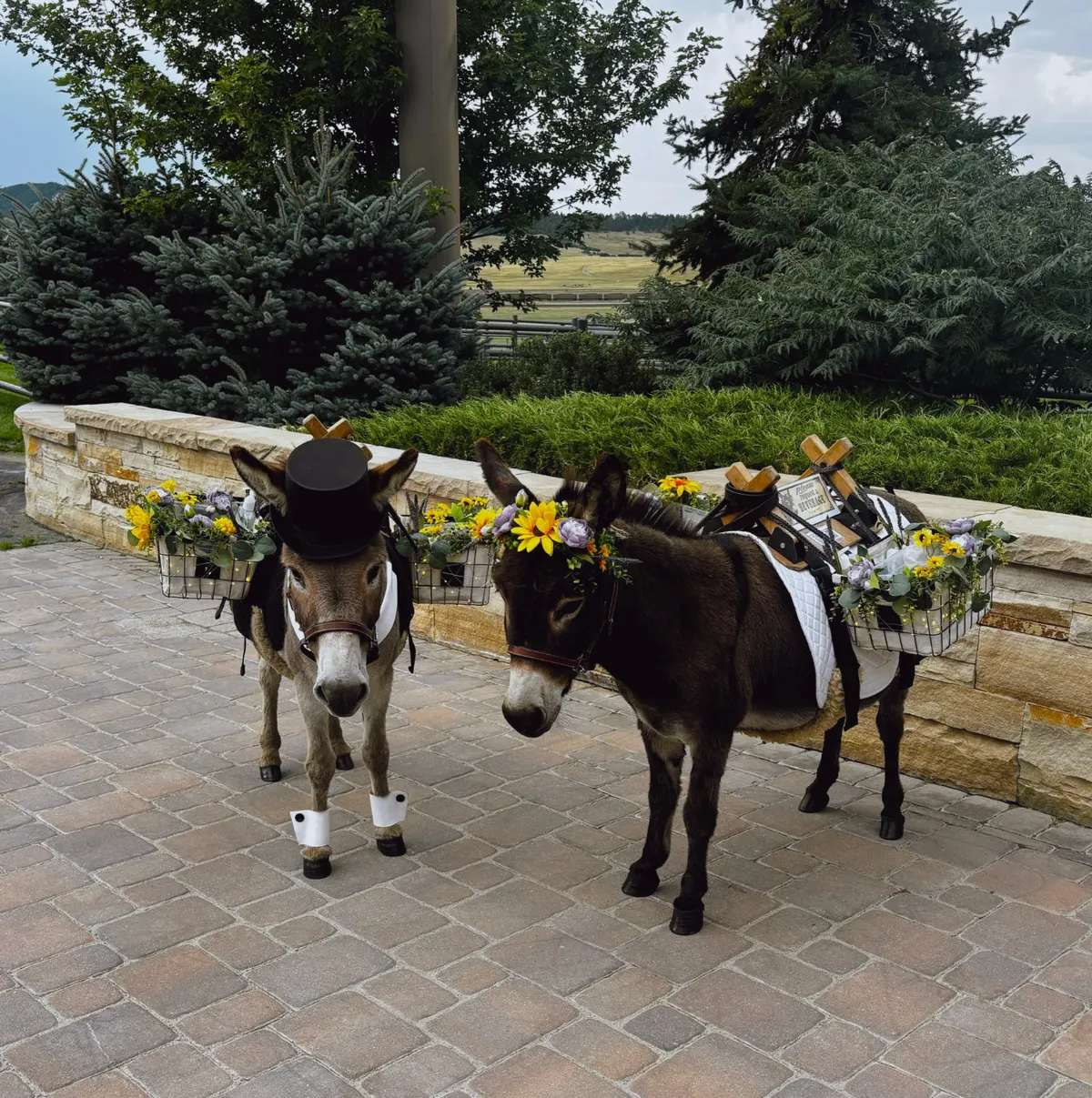 Two miniature donkeys dressed for a wedding, one in a top hat, carrying baskets of drinks and sunflowers